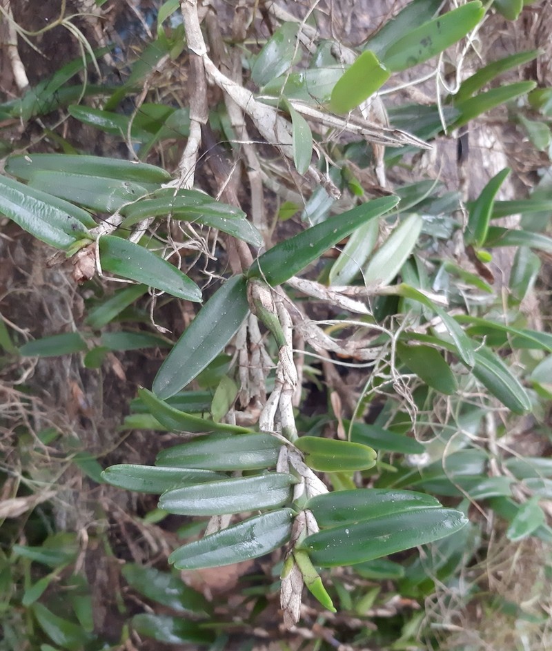 Acuna's Star Orchid photo 2