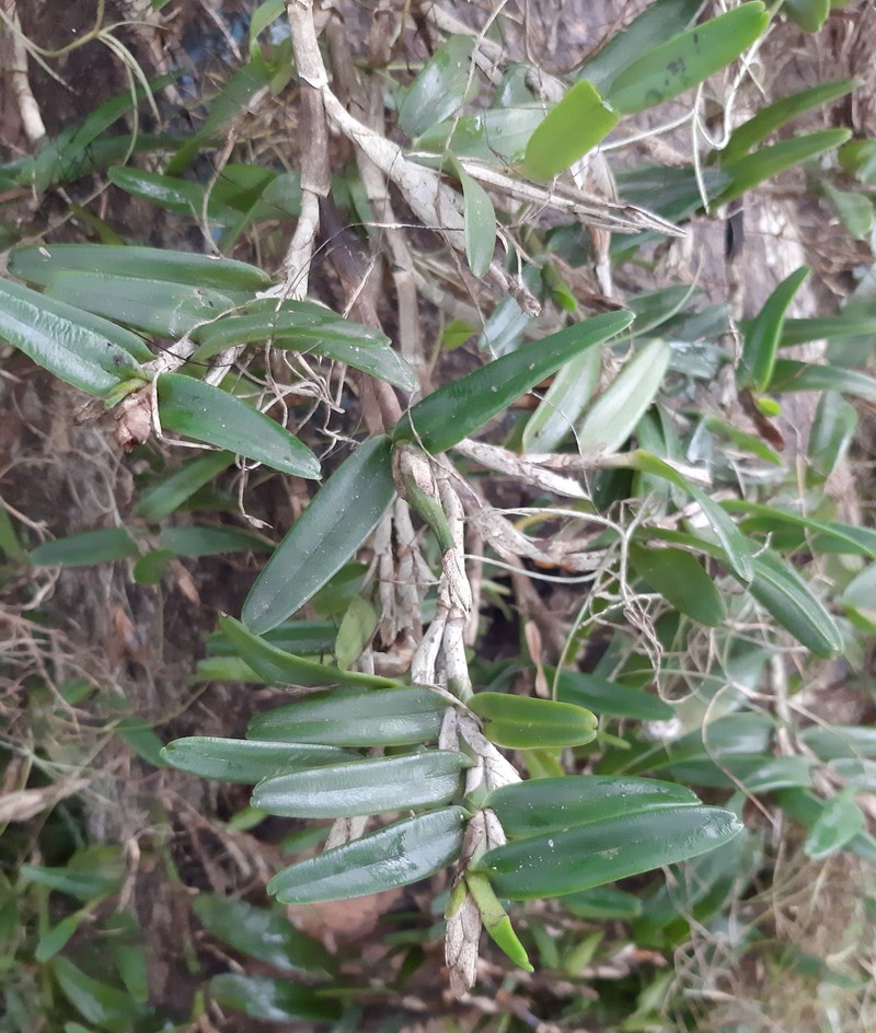 Acuna's Star Orchid photo 3