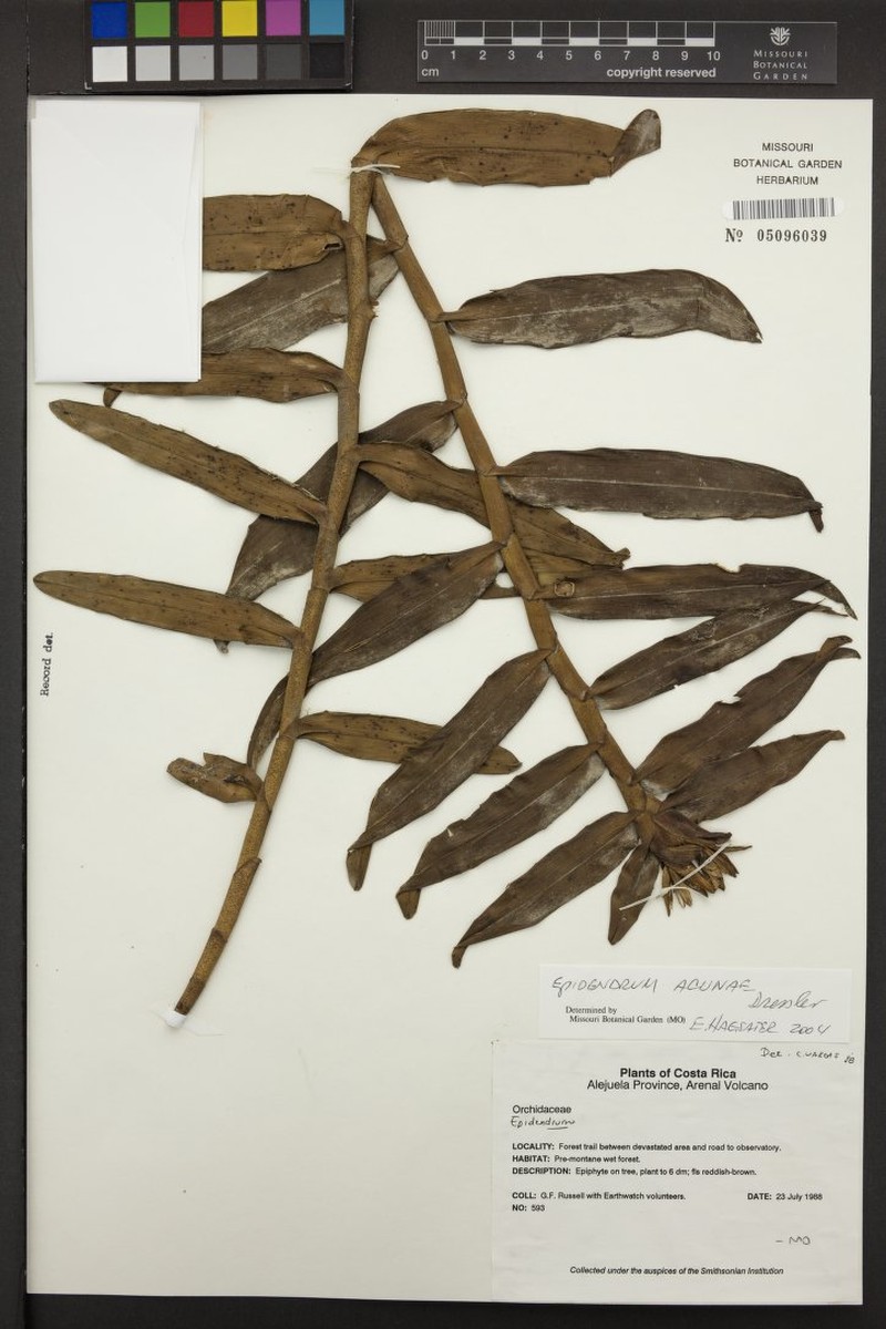 Acuna's Star Orchid photo 6