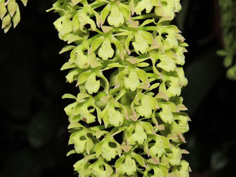 Epidendrum acuntasiorum