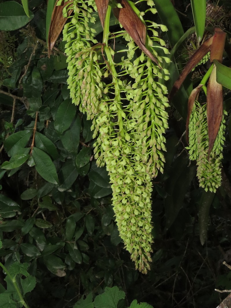 Epidendrum acuntasiorum photo 2