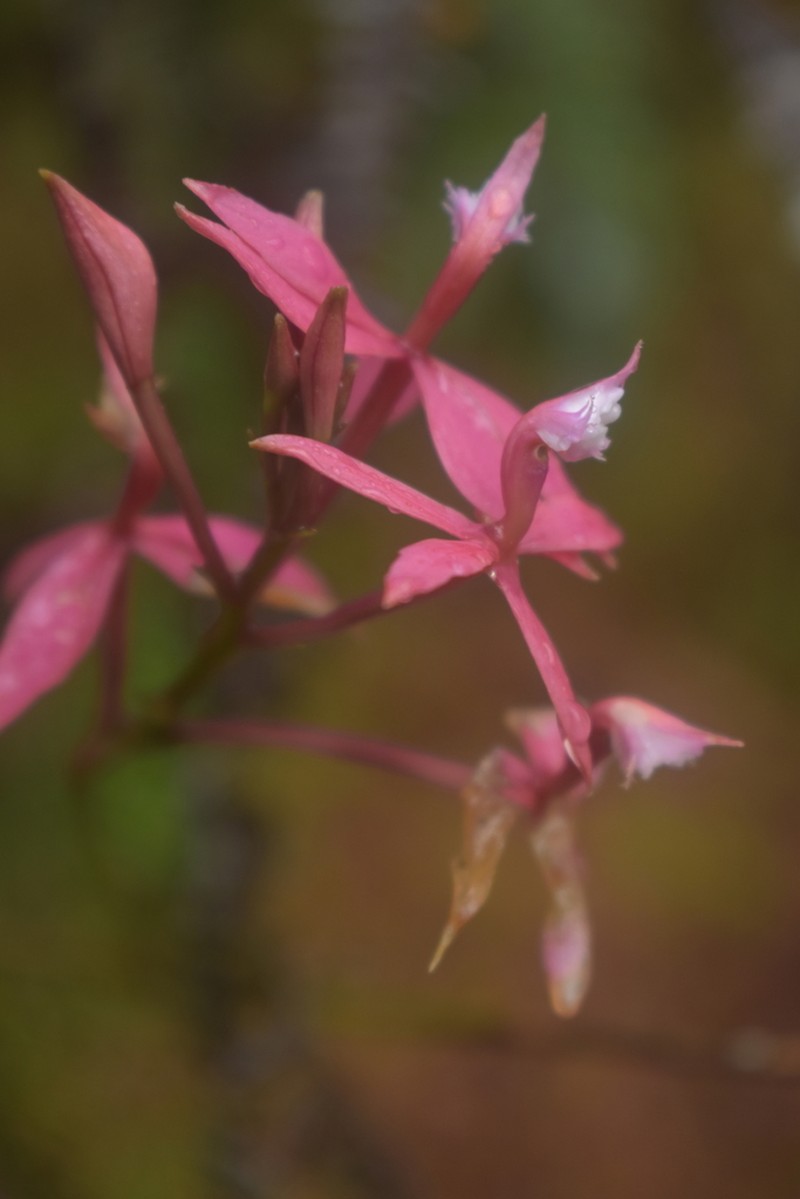 Epidendrum acutilobum