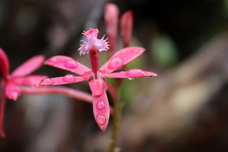 Epidendrum acutilobum photo 2