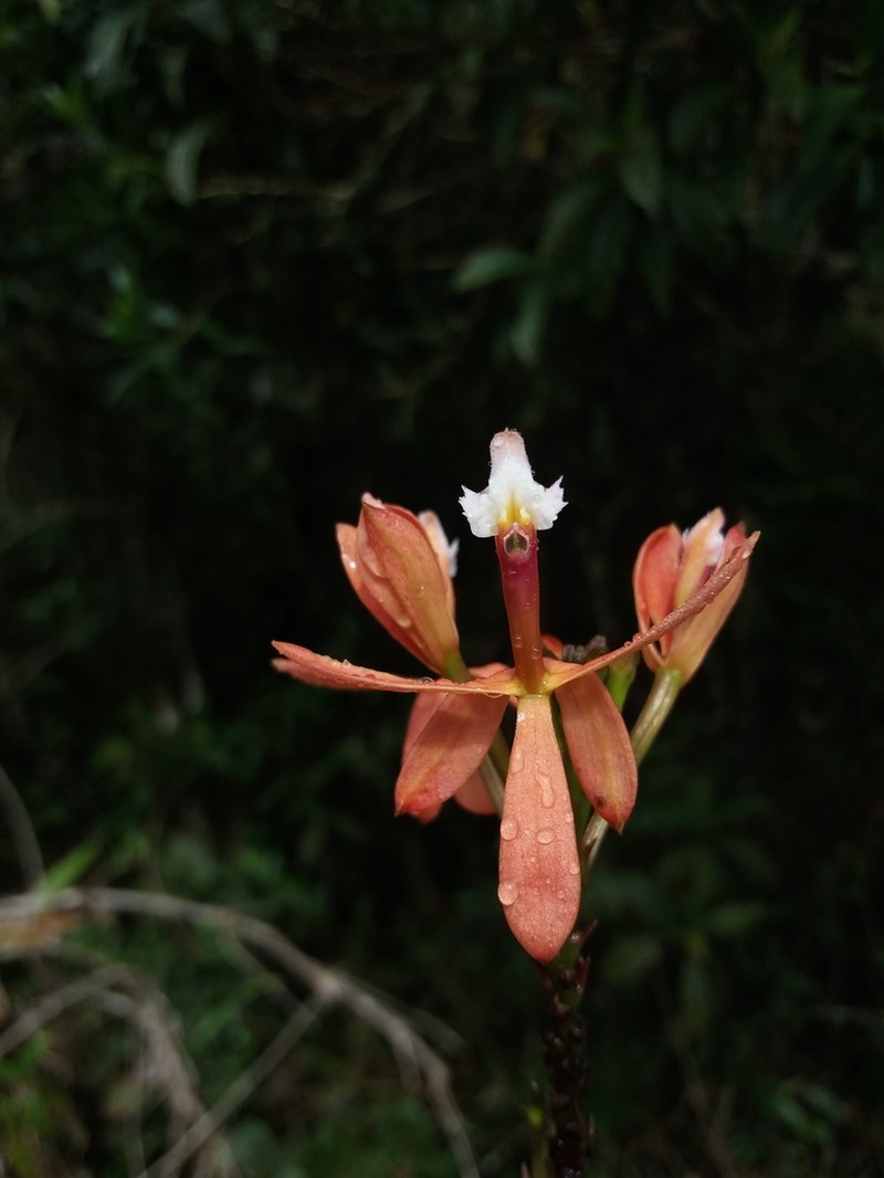 Epidendrum acutilobum photo 3