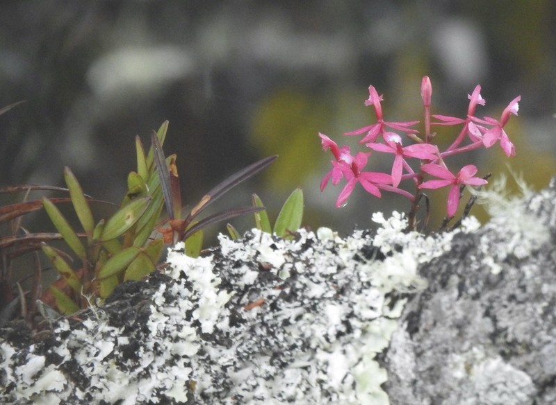 Epidendrum acutilobum photo 4