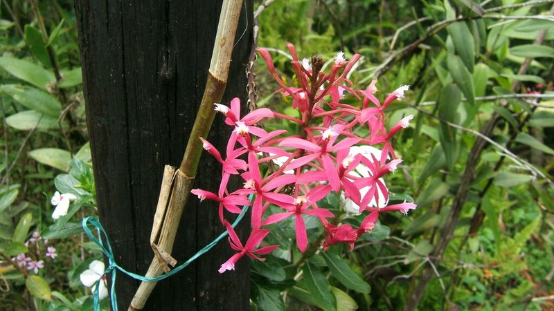 Epidendrum acutilobum photo 5