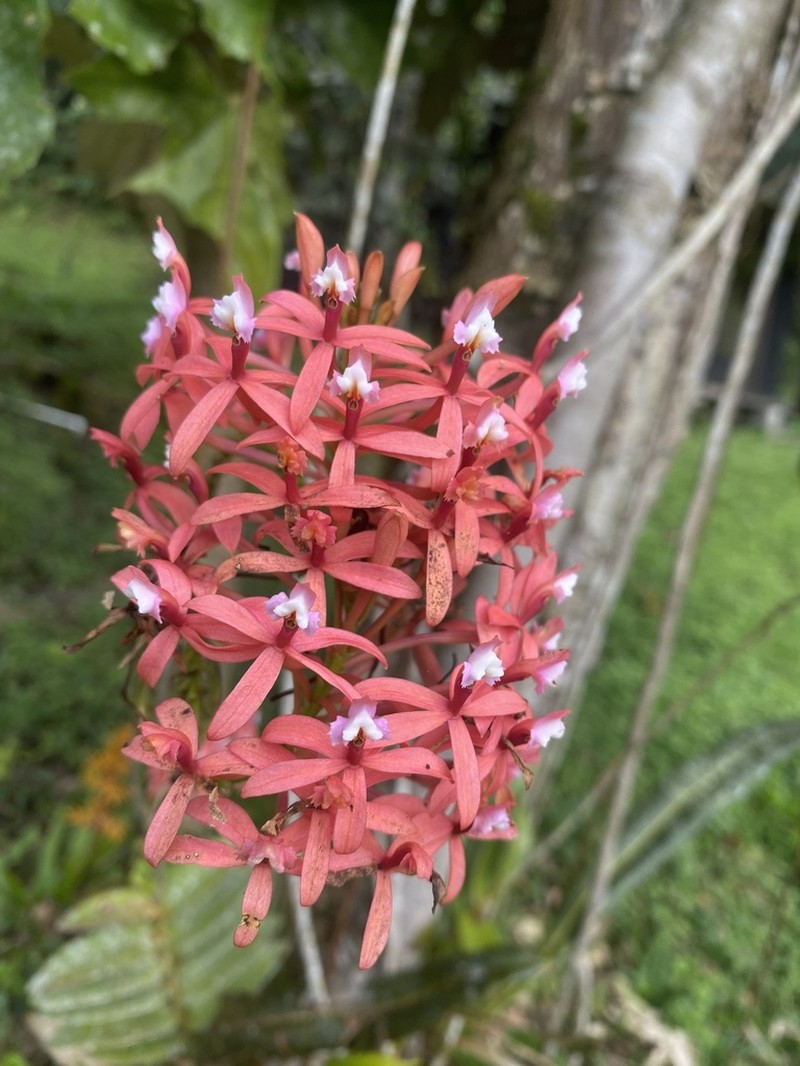 Epidendrum acutilobum photo 6