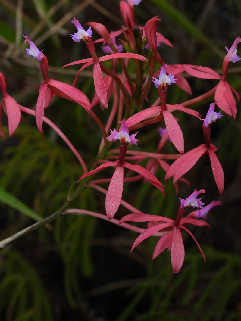 Epidendrum acutilobum photo 7