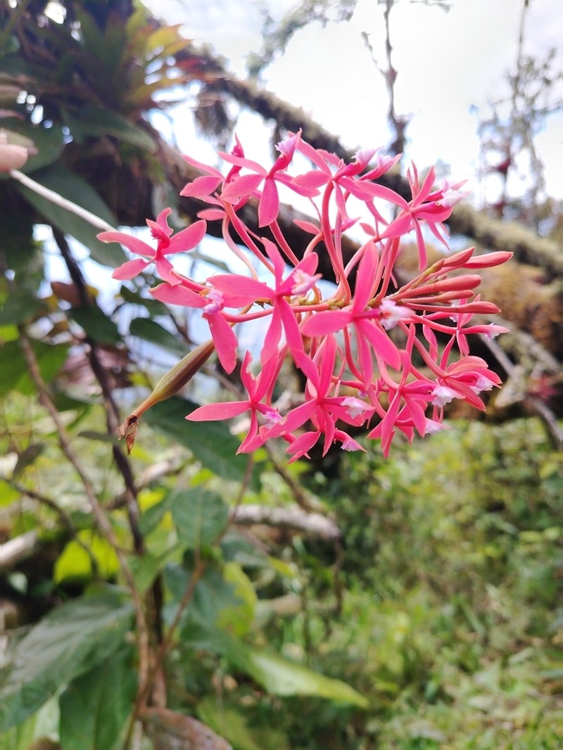 Epidendrum acutilobum photo 8