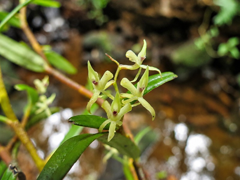 Epidendrum aeolicum