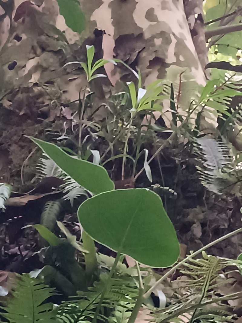 Epidendrum albopropinquum