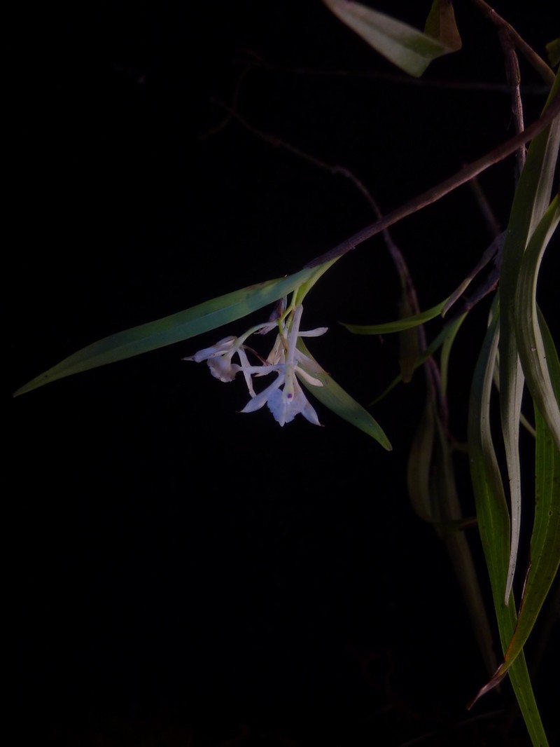 Epidendrum albopropinquum photo 2