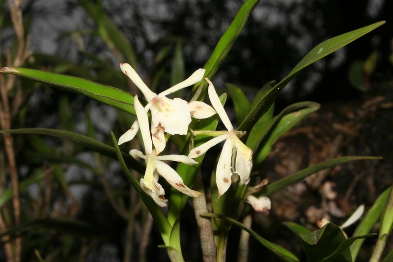 Epidendrum albopropinquum photo 3