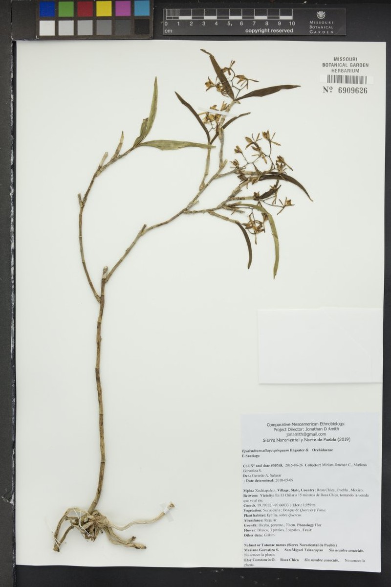 Epidendrum albopropinquum photo 5