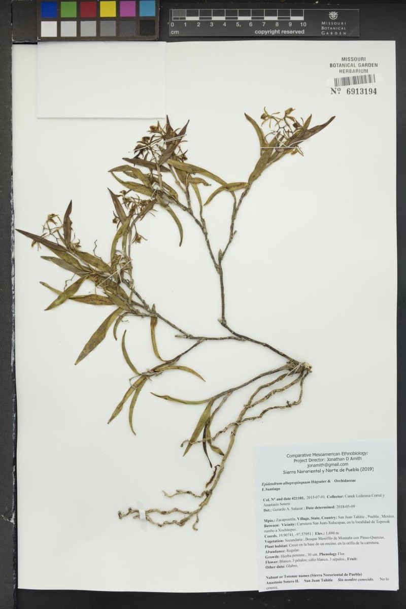 Epidendrum albopropinquum photo 6
