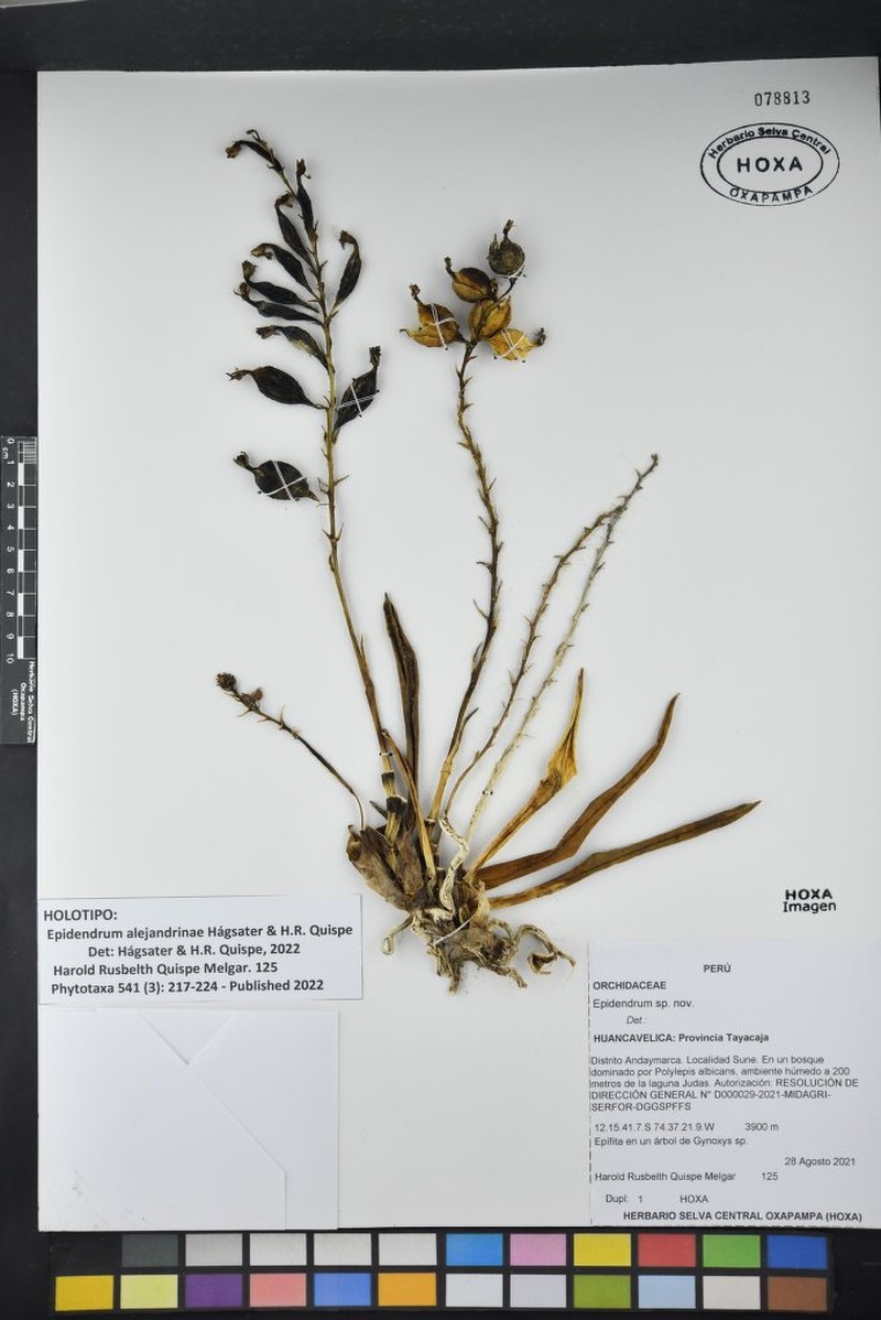 Epidendrum alejandrinae