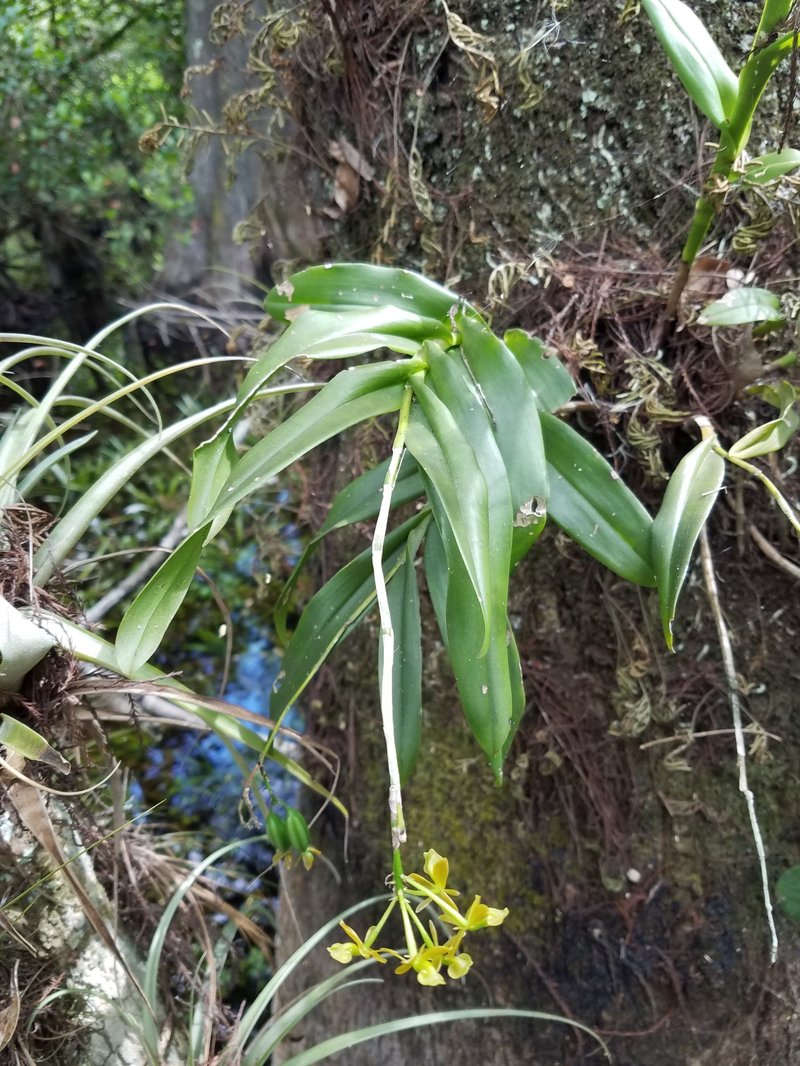 Big-Mouth Star Orchid