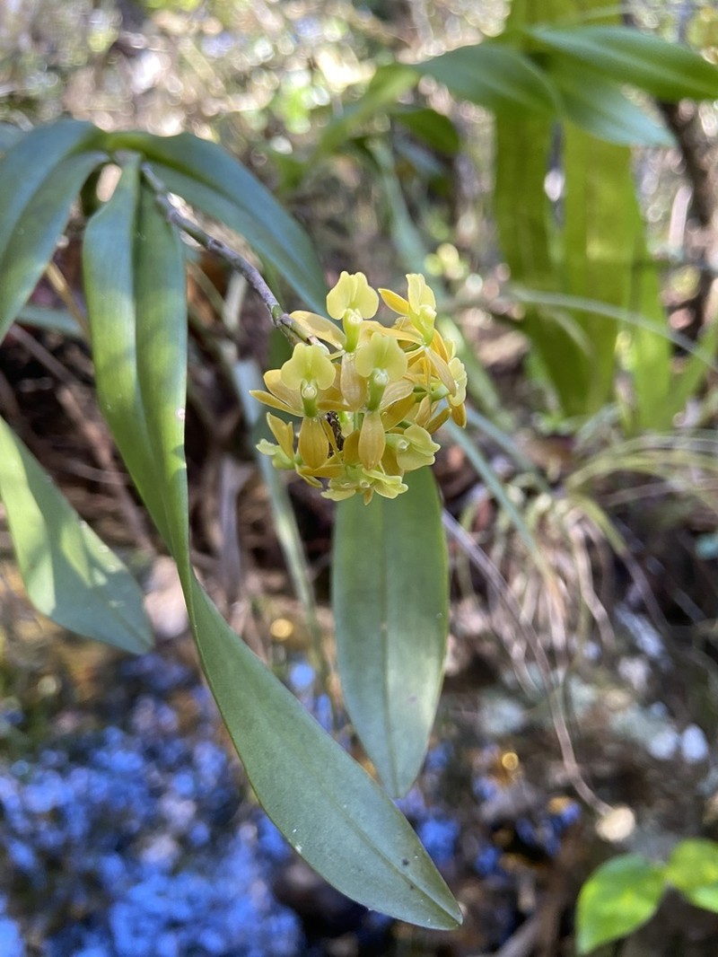Big-Mouth Star Orchid