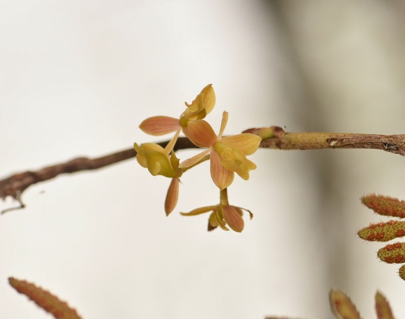Big-Mouth Star Orchid photo 2