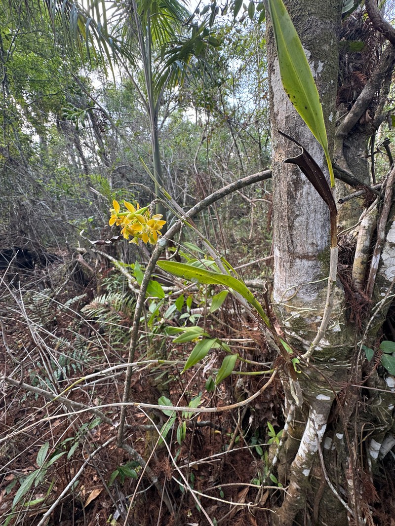 Big-Mouth Star Orchid photo 3
