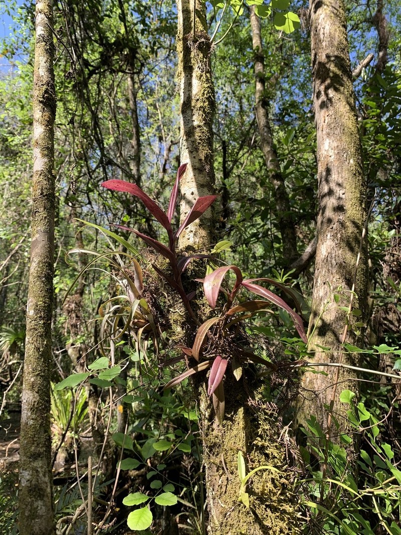 Big-Mouth Star Orchid photo 4