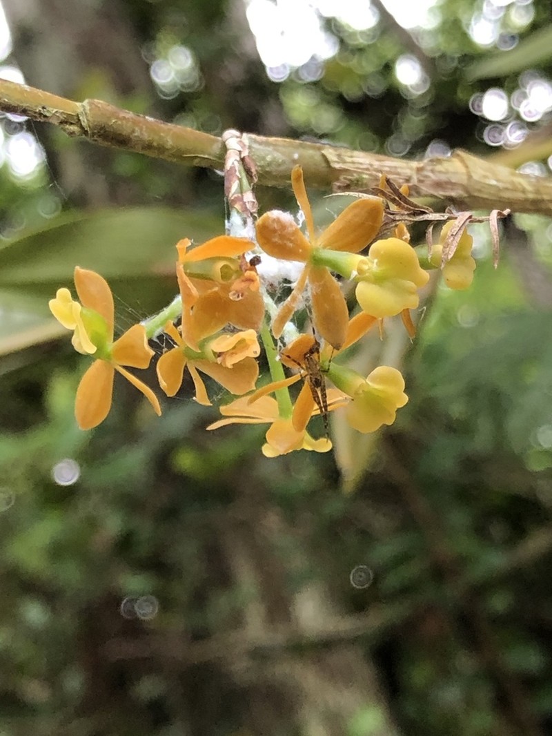Big-Mouth Star Orchid photo 5