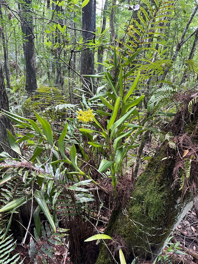 Big-Mouth Star Orchid photo 6