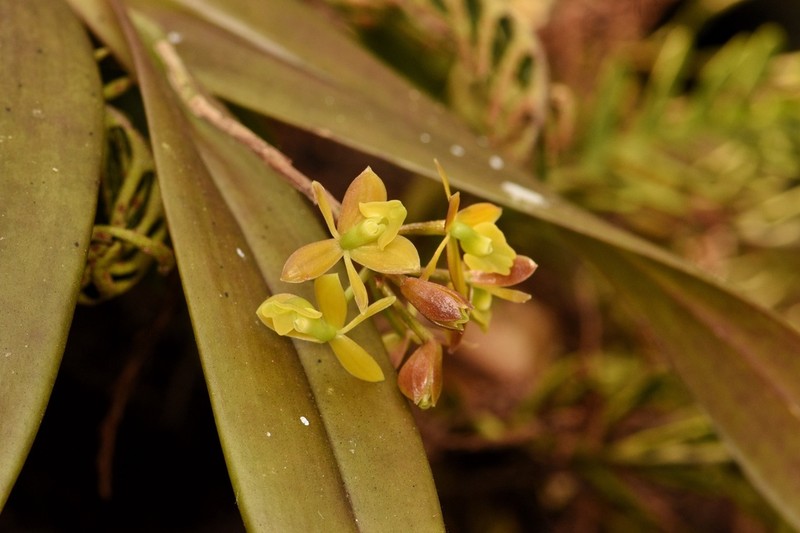 Big-Mouth Star Orchid photo 7