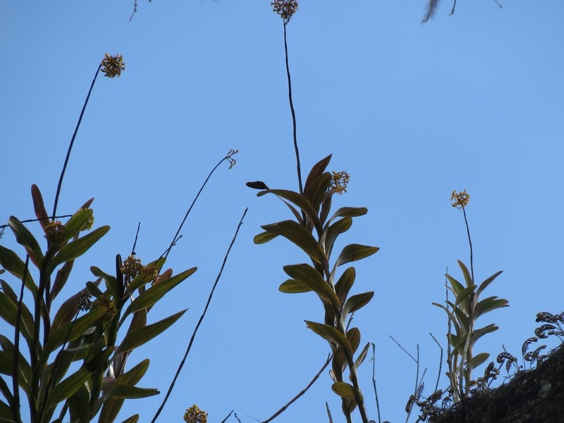 Big-Mouth Star Orchid photo 8