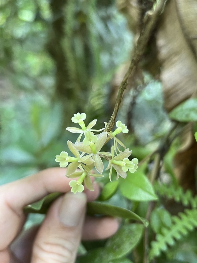 Brown-Flower Butterfly Orchid