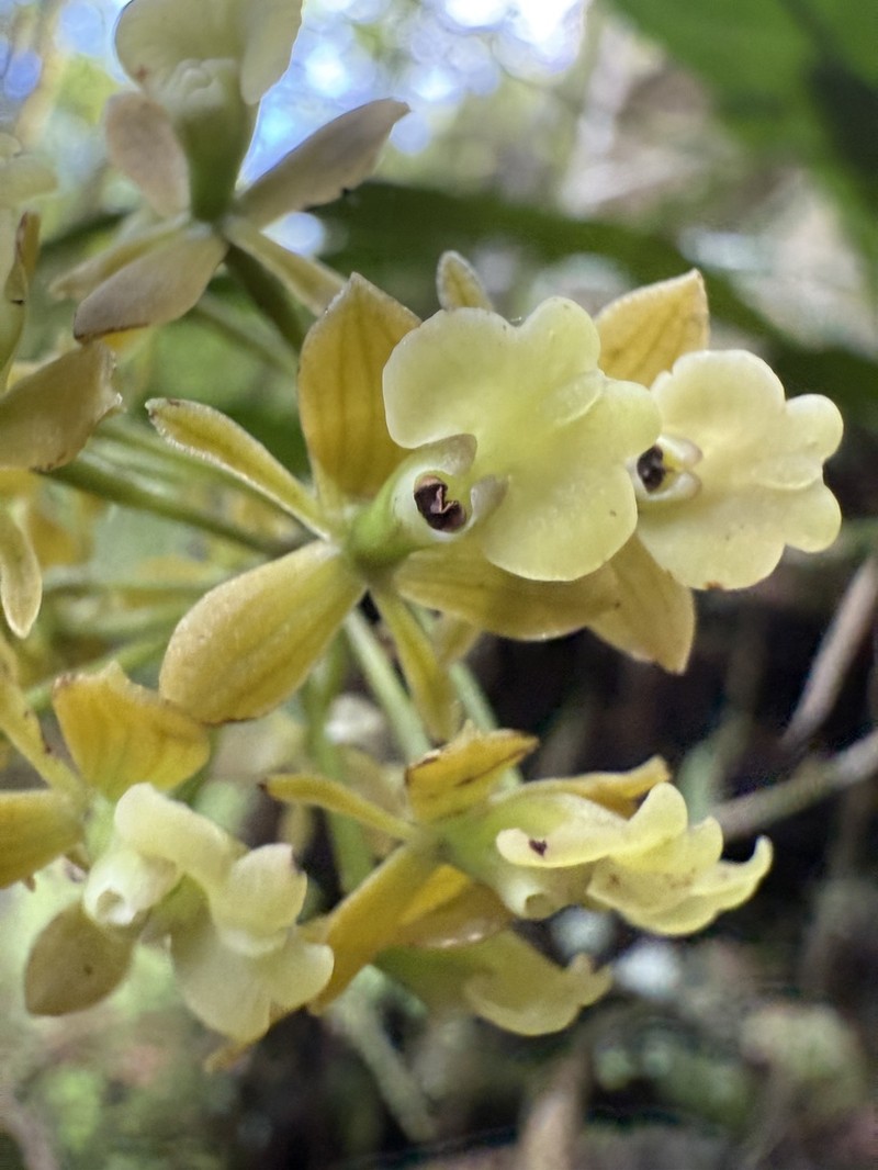 Brown-Flower Butterfly Orchid photo 2