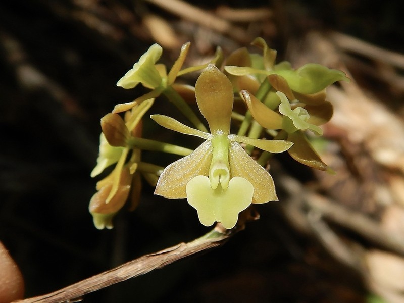 Brown-Flower Butterfly Orchid photo 3