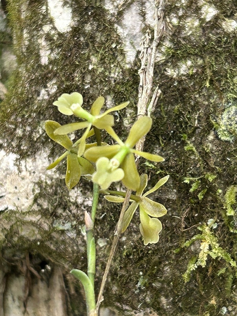 Brown-Flower Butterfly Orchid photo 4