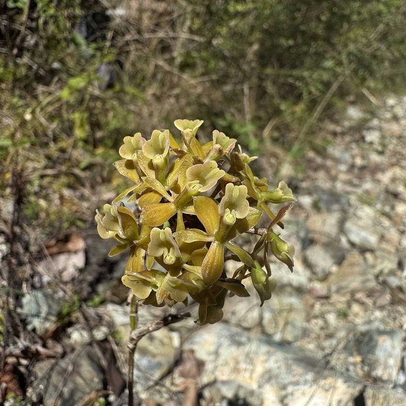 Brown-Flower Butterfly Orchid photo 5