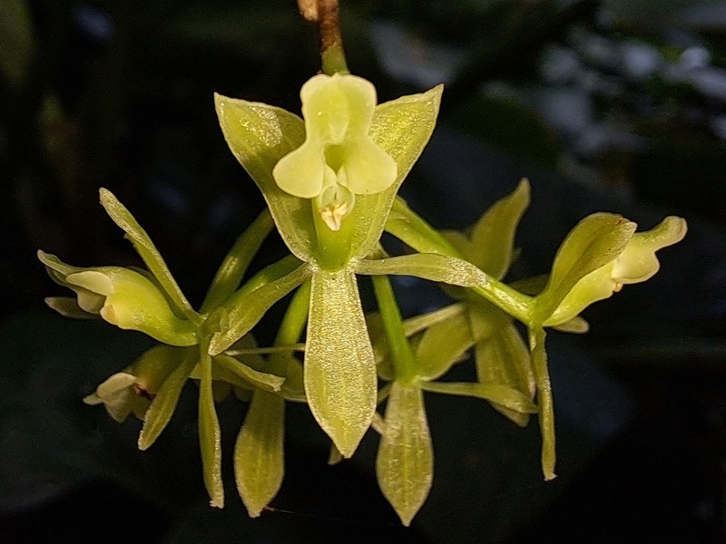 Brown-Flower Butterfly Orchid photo 6