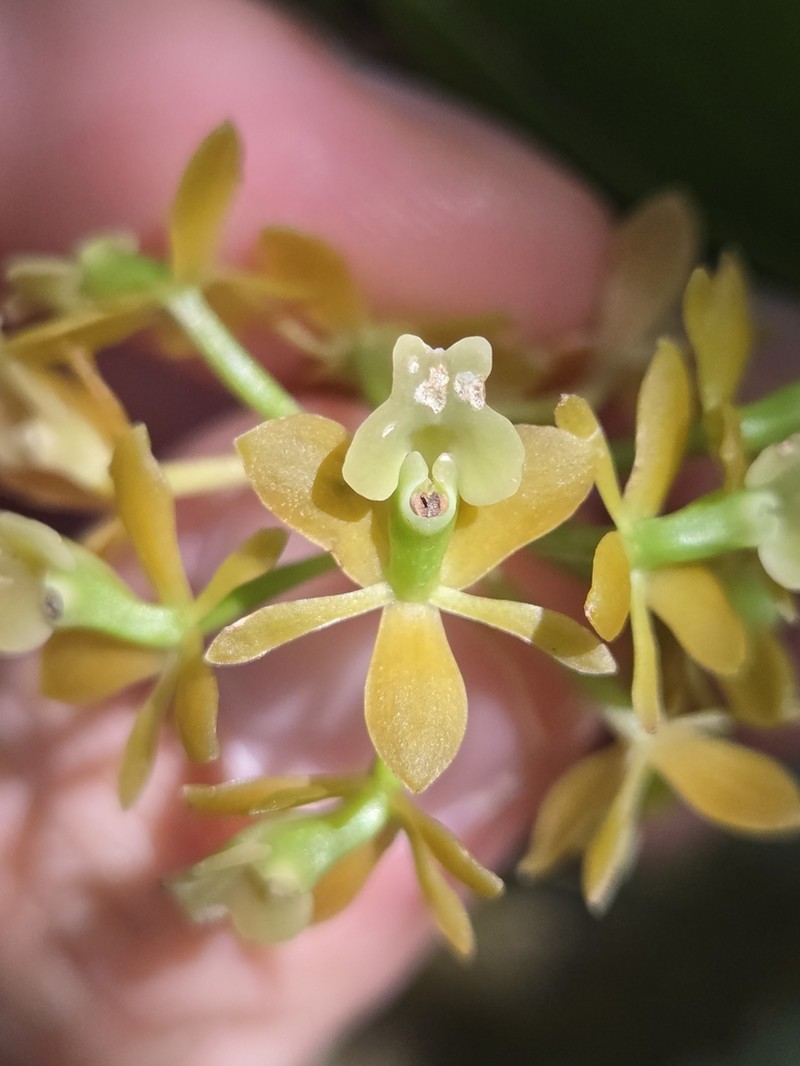 Brown-Flower Butterfly Orchid photo 7