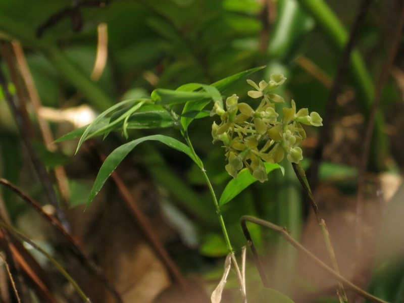 Brown-Flower Butterfly Orchid photo 8