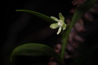 Antilles Star Orchid