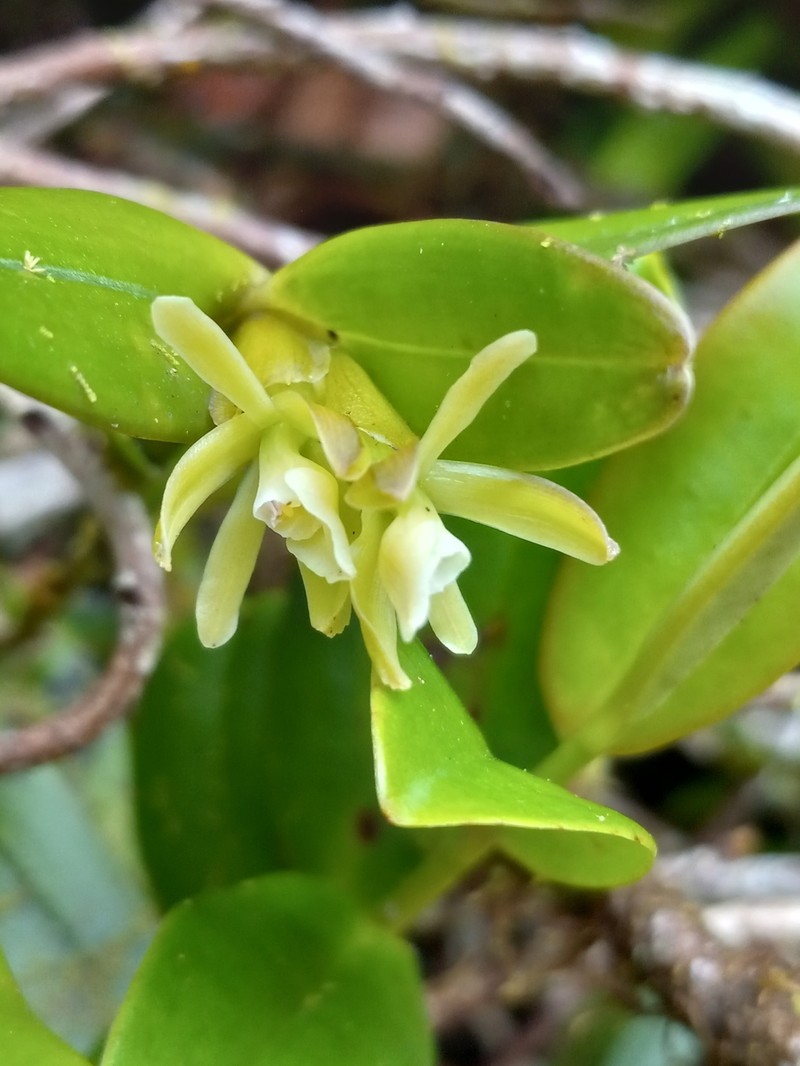 Antilles Star Orchid photo 4
