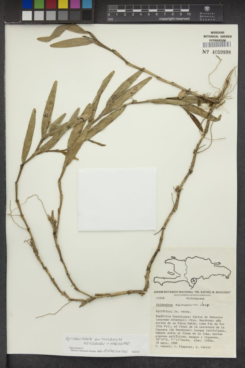 Antilles Star Orchid photo 7