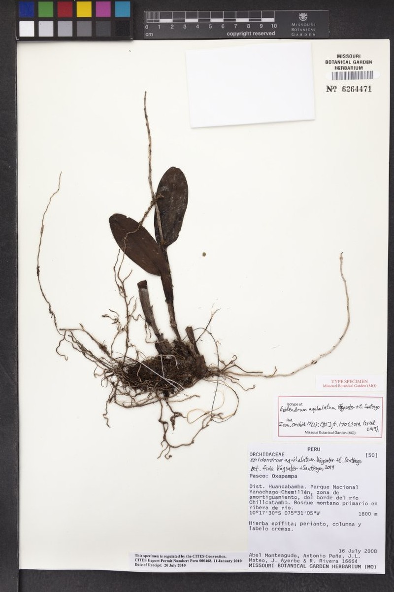 Epidendrum aquilalatum