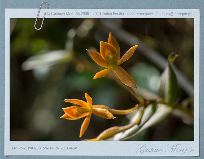 Epidendrum azuayense