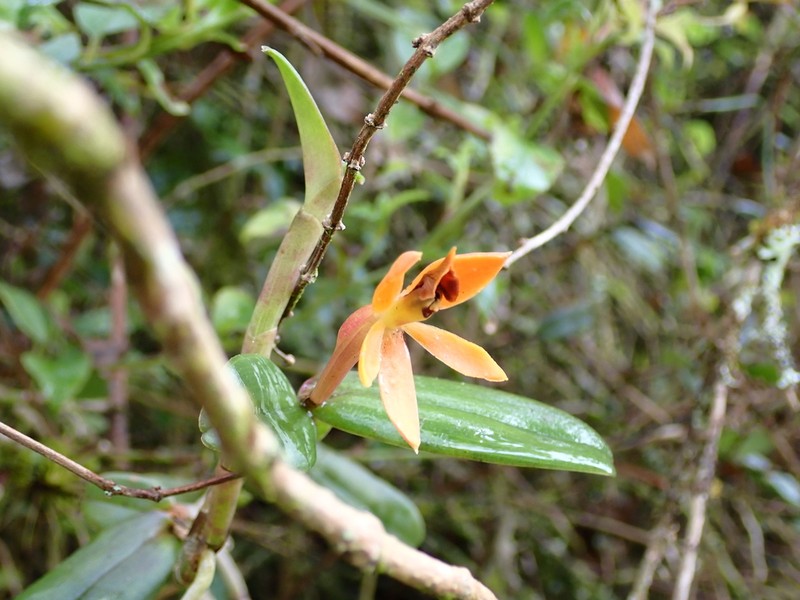 Epidendrum azuayense photo 2
