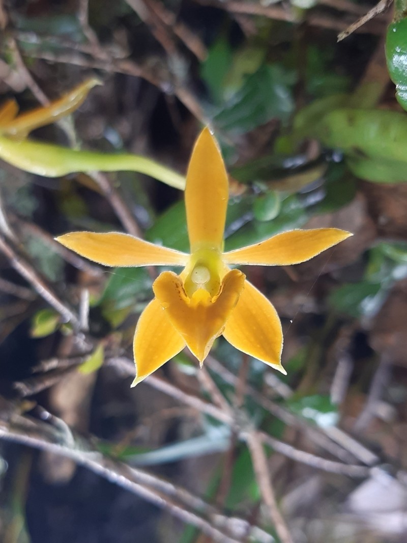 Epidendrum azuayense photo 3