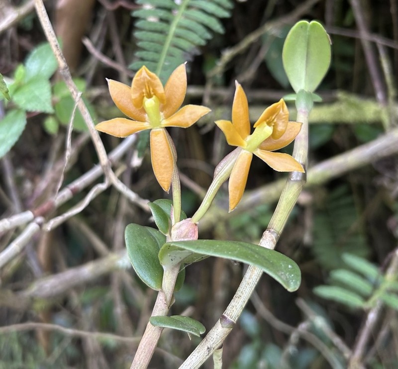 Epidendrum azuayense photo 4