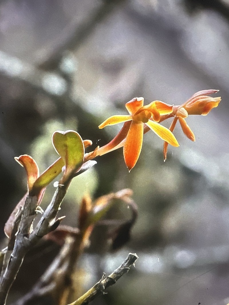 Epidendrum azuayense photo 5