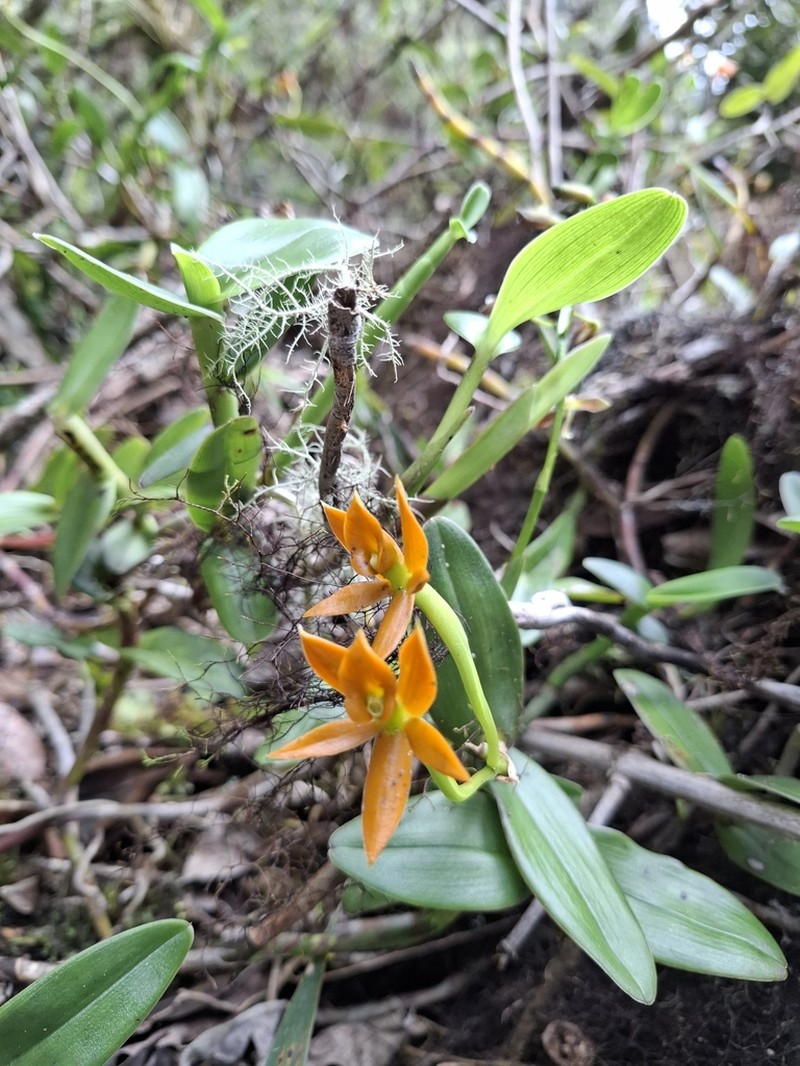Epidendrum azuayense photo 6