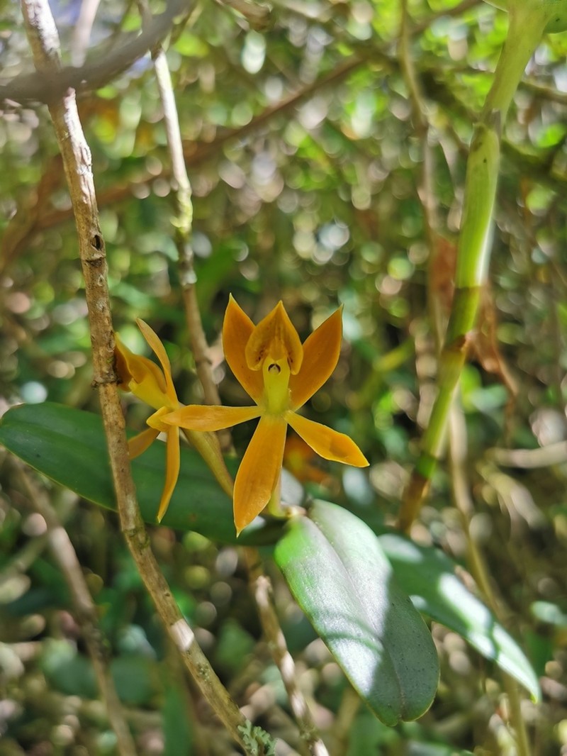 Epidendrum azuayense photo 7