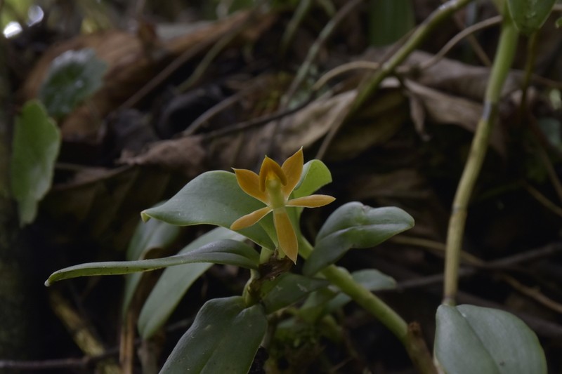 Epidendrum azuayense photo 8
