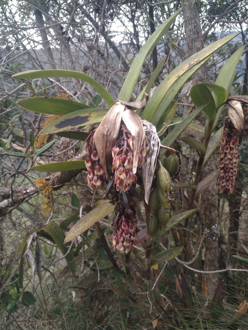 Epidendrum baryanthum photo 3